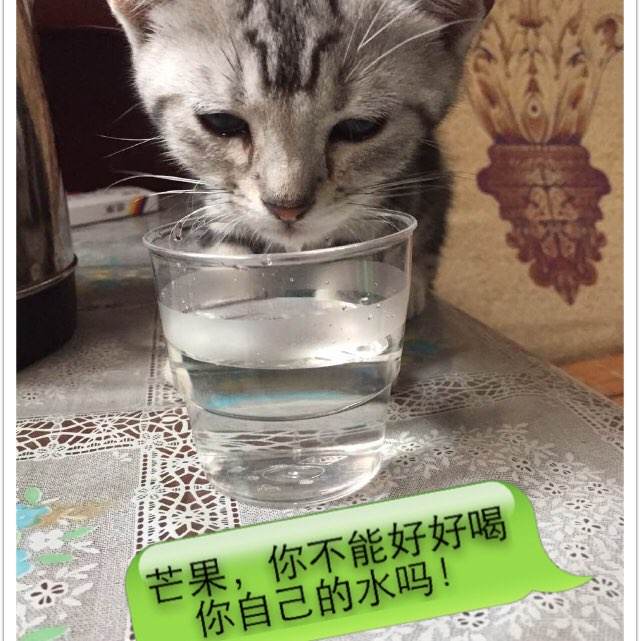买内华达州驾照